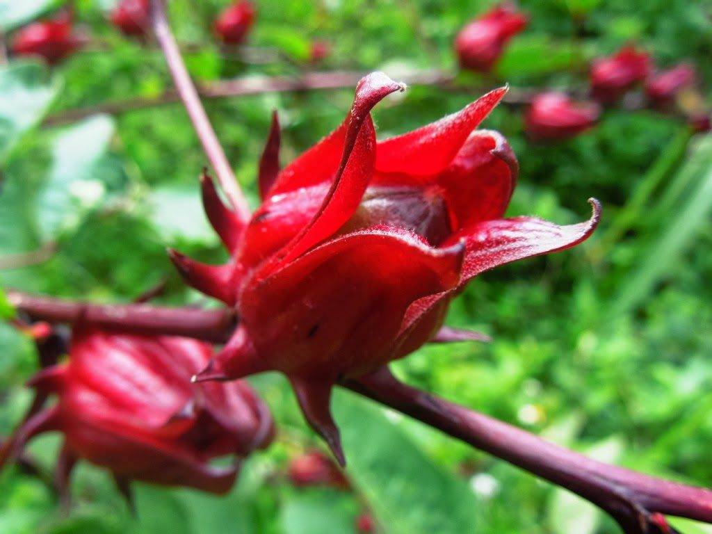 Why Sorrel Helps Your Immune System Life With Jan